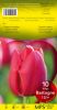 TULIPE TRIOMPHE 12+ Escape rouge  Pochette de 10-code D