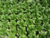 Laitue romaine Sucrine  Paquet 500 g