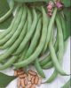HARICOT NAIN mangetout Contender boîte  200 g