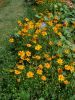 COSMOS SULPHUREUS brightlights varié Pqt   5 g