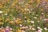 MELANGE DE FLEURS couvre sol bas, pqt 500 g
