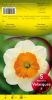 NARCISSE Velasquez blanc coupe orange     Pochette de 5 - code E
