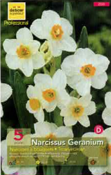Narcisse Géranium blanc et orange Pochette de 5 - code D
