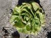 CHICOREE SAUVAGE striée de Castelfranco Pqt 100 g
