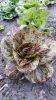 CHICOREE SAUVAGE striée de Castelfranco Pqt  25 g