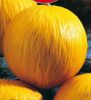 Melon jaune Boule d'or Paquet  25 g