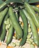 FEVE Aguadulce boîte 200 g