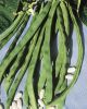 Haricot à rames mangetout Phénomène  pqt 1 kg
