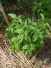Basilic Grand vert Italiano (genovese)  Pqt 5 g