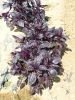Basilic Pourpre Pqt  25 g