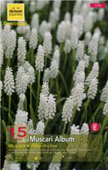 Muscari Album blanc 6+ Pochette de 15 - code E