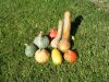 COURGE ORNEMENTALE mélange à gros fruits Pqt  25 g
