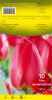 TULIPE DARWIN 12+ rouge      Pochette de 10 - code D