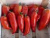Tomate Cornue des Andes Pqt  25 g