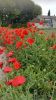 Coquelicot simple rouge Pqt 250 g
