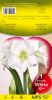 AMARYLLIS BLANC calibre 30/+