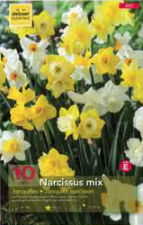 Narcisse Jonquille en mélange Pochette de 10 - code E