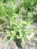Consoude Officinale (symphytum officinale)  Pqt 5 g