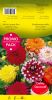 DAHLIA DECORATIF en mélange par 4 - PROMO-PACK