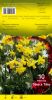 NARCISSE PLURIFLORE Tête à Tête jaune     Pochette de 10 - code E