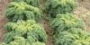 CHOU FRISE demi-nain de Westland (chou Kale)  Pqt 25 g