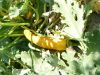 Courgette jaune Goldena  Pqt 500 g