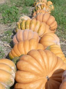 Courge musquée de Provence Pqt 500 g