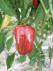 Poivron doux d'Espagne Pqt  25 g