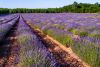 Lavande vraie (Lavandula vera) Paquet  25 g