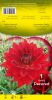 DAHLIA DECORATIF Decored rouge Pochette - code A