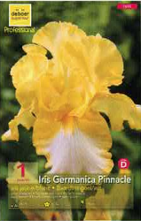 Iris Germanica Pinnacle jaune Pochette de 1 -  code D