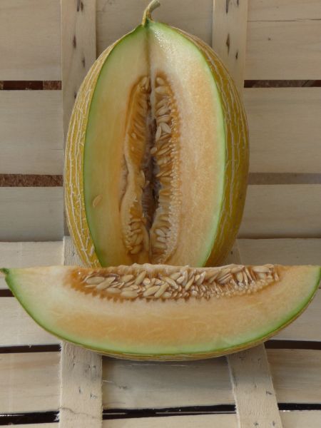 Melon 'Cavaillon Espagnol