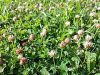 Trèfle nain fraise (trifolium fragiferum) le Paquet de 500 g
