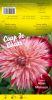 DAHLIA CACTUS Electric flash rose