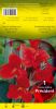 CANNA Président rouge feuillage vert Pochette - code B