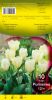 TULIPE FOSTERIANA 12+  Purissima blanc    Pochette de 10 - code E