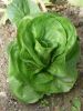 Chicorée sauvage Grumolo verte Pqt 25 g
