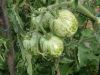 Tomate Green Zebra Pqt 5 g