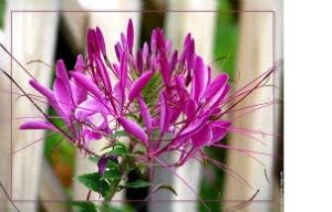 CLEOME PUNGENS reine en mélange  Pqt 25 g