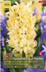 Jacinthe 16+ City of Haarlem jaune Pochette de 5 - code E