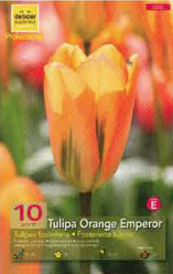 Tulipe Fosteriana 12+ Orange Emperor Pochette de 10 - code E