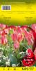 TULIPE PLURIFLORE 12+ Toronto rose    Pochette de 10 - code D