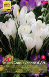 Crocus Jeanne d'Arc blanc  8+ Pochette de 20 - code F