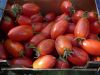 Tomate Roma V.F. Pqt   5 g