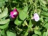 IPOMEE VOLUBILIS varié Pqt  25 g