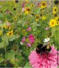 MELANGE DE FLEURS mellifères spécial abeilles, boite 100 g
