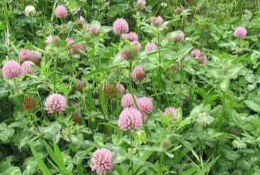 Trèfle violet Callisto sac de 10 kg