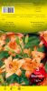 LILIUM Brunello orange pur Pochette de 3 - code D