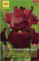 Iris Germanica Sultan Palace pourpre Pochette de 1 -  code D