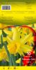 NARCISSE February Gold jaune très précoce   Pochette de 10 - code D